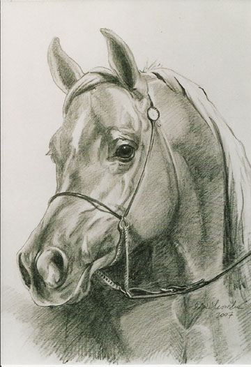 portret konia 3, 45x32.jpg