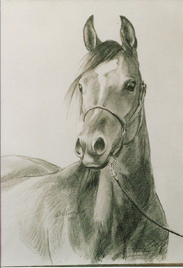 portret konia, 43x32,.jpg