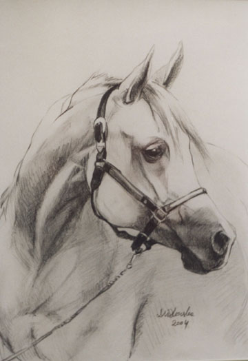 portret konia, olowek, 45x32.jpg